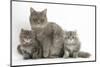 Maine Coon Mother Cat, Serafin, and Two 7-Week- Kittens-Mark Taylor-Mounted Photographic Print