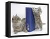 Maine Coon Mother Cat, Serafin, with Kitten Reaching with Paws on 'Your Cat' Binder-Mark Taylor-Framed Stretched Canvas