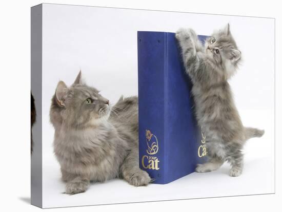 Maine Coon Mother Cat, Serafin, with Kitten Reaching with Paws on 'Your Cat' Binder-Mark Taylor-Stretched Canvas