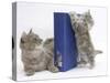 Maine Coon Mother Cat, Serafin, with Kitten Reaching with Paws on 'Your Cat' Binder-Mark Taylor-Stretched Canvas