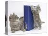 Maine Coon Mother Cat, Serafin, with Kitten Reaching with Paws on 'Your Cat' Binder-Mark Taylor-Stretched Canvas