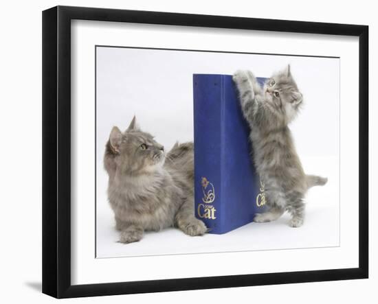 Maine Coon Mother Cat, Serafin, with Kitten Reaching with Paws on 'Your Cat' Binder-Mark Taylor-Framed Photographic Print