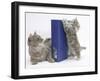 Maine Coon Mother Cat, Serafin, with Kitten Reaching with Paws on 'Your Cat' Binder-Mark Taylor-Framed Photographic Print