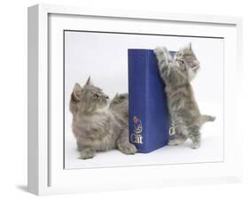 Maine Coon Mother Cat, Serafin, with Kitten Reaching with Paws on 'Your Cat' Binder-Mark Taylor-Framed Photographic Print