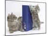 Maine Coon Mother Cat, Serafin, with Kitten Reaching with Paws on 'Your Cat' Binder-Mark Taylor-Mounted Photographic Print