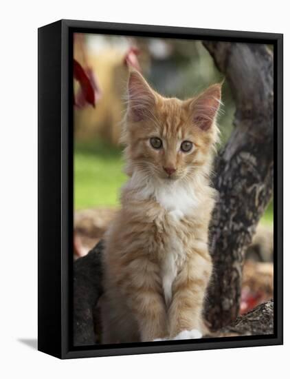 Maine Coon Red Tabby Cat Kitten, Three-Months-Adriano Bacchella-Framed Stretched Canvas