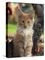 Maine Coon Red Tabby Cat Kitten, Three-Months-Adriano Bacchella-Stretched Canvas