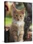 Maine Coon Red Tabby Cat Kitten, Three-Months-Adriano Bacchella-Stretched Canvas