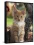 Maine Coon Red Tabby Cat Kitten, Three-Months-Adriano Bacchella-Framed Stretched Canvas