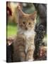 Maine Coon Red Tabby Cat Kitten, Three-Months-Adriano Bacchella-Stretched Canvas