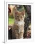 Maine Coon Red Tabby Cat Kitten, Three-Months-Adriano Bacchella-Framed Premium Photographic Print