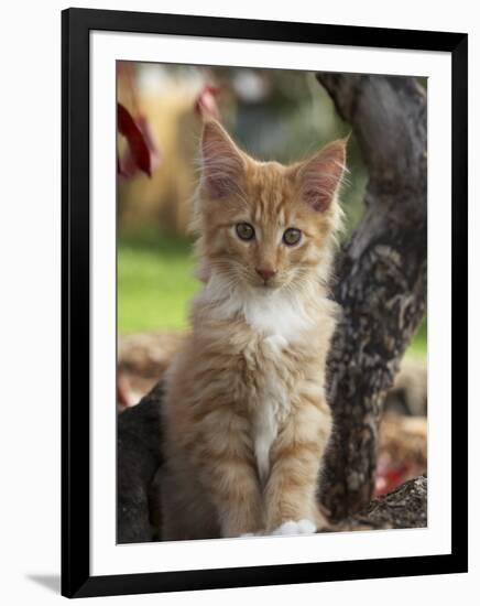 Maine Coon Red Tabby Cat Kitten, Three-Months-Adriano Bacchella-Framed Premium Photographic Print