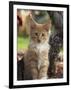 Maine Coon Red Tabby Cat Kitten, Three-Months-Adriano Bacchella-Framed Premium Photographic Print