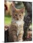 Maine Coon Red Tabby Cat Kitten, Three-Months-Adriano Bacchella-Mounted Premium Photographic Print