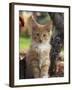 Maine Coon Red Tabby Cat Kitten, Three-Months-Adriano Bacchella-Framed Photographic Print