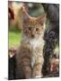 Maine Coon Red Tabby Cat Kitten, Three-Months-Adriano Bacchella-Mounted Photographic Print