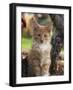 Maine Coon Red Tabby Cat Kitten, Three-Months-Adriano Bacchella-Framed Photographic Print