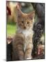 Maine Coon Red Tabby Cat Kitten, Three-Months-Adriano Bacchella-Mounted Photographic Print