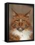Maine Coon Red Tabby Cat, Portrait-Adriano Bacchella-Framed Stretched Canvas