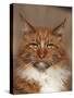 Maine Coon Red Tabby Cat, Portrait-Adriano Bacchella-Stretched Canvas