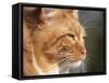 Maine Coon Red Tabby Cat, Portrait-Adriano Bacchella-Framed Stretched Canvas