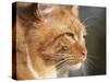 Maine Coon Red Tabby Cat, Portrait-Adriano Bacchella-Stretched Canvas