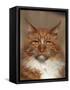 Maine Coon Red Tabby Cat, Portrait-Adriano Bacchella-Framed Stretched Canvas