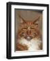 Maine Coon Red Tabby Cat, Portrait-Adriano Bacchella-Framed Photographic Print