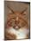 Maine Coon Red Tabby Cat, Portrait-Adriano Bacchella-Mounted Photographic Print