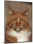 Maine Coon Red Tabby Cat, Portrait-Adriano Bacchella-Mounted Photographic Print