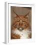 Maine Coon Red Tabby Cat, Portrait-Adriano Bacchella-Framed Photographic Print