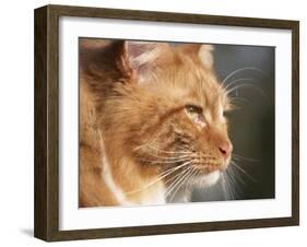 Maine Coon Red Tabby Cat, Portrait-Adriano Bacchella-Framed Photographic Print