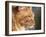 Maine Coon Red Tabby Cat, Portrait-Adriano Bacchella-Framed Photographic Print