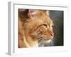 Maine Coon Red Tabby Cat, Portrait-Adriano Bacchella-Framed Photographic Print