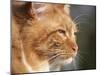 Maine Coon Red Tabby Cat, Portrait-Adriano Bacchella-Mounted Photographic Print