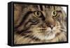 Maine Coon-null-Framed Stretched Canvas