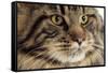 Maine Coon-null-Framed Stretched Canvas