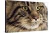 Maine Coon-null-Stretched Canvas