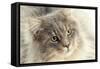 Maine Coon-null-Framed Stretched Canvas