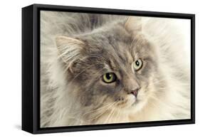 Maine Coon-null-Framed Stretched Canvas