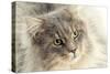 Maine Coon-null-Stretched Canvas