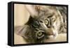 Maine Coon-null-Framed Stretched Canvas