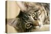 Maine Coon-null-Stretched Canvas