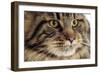 Maine Coon-null-Framed Photographic Print