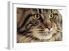 Maine Coon-null-Framed Photographic Print