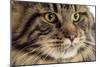 Maine Coon-null-Mounted Photographic Print