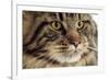 Maine Coon-null-Framed Photographic Print