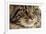 Maine Coon-null-Framed Photographic Print