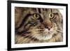 Maine Coon-null-Framed Photographic Print