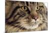 Maine Coon-null-Mounted Photographic Print